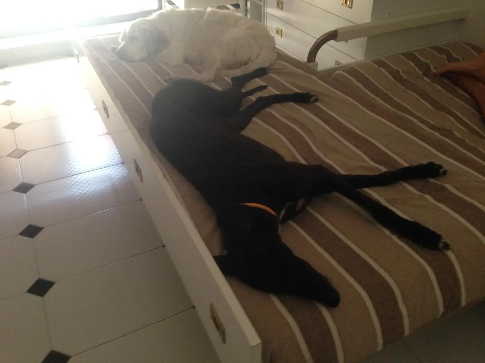 Lyn Greyhound di Macau Felice a casa 5