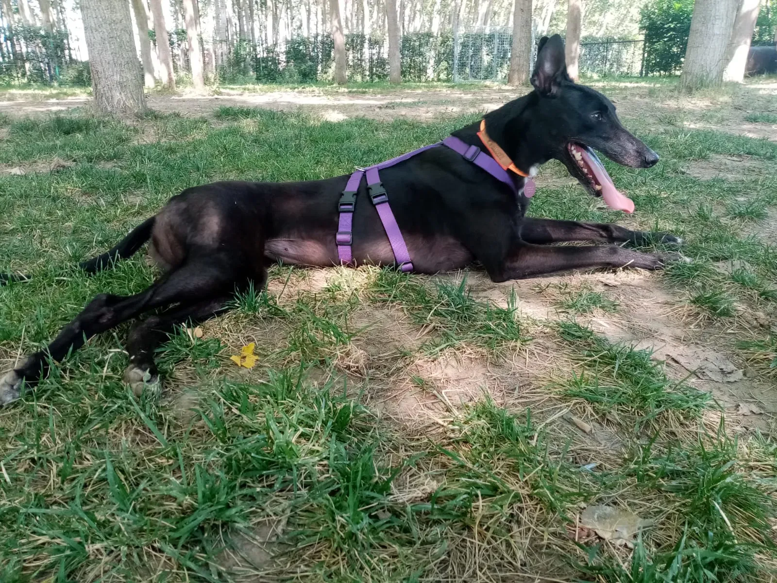 Lyn Greyhound di Macau Felice a casa 6