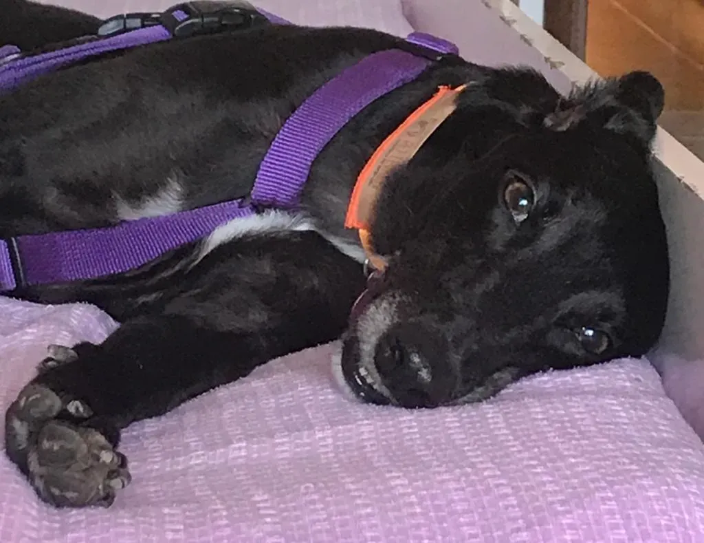 Lyn Greyhound di Macau Felice a casa 7