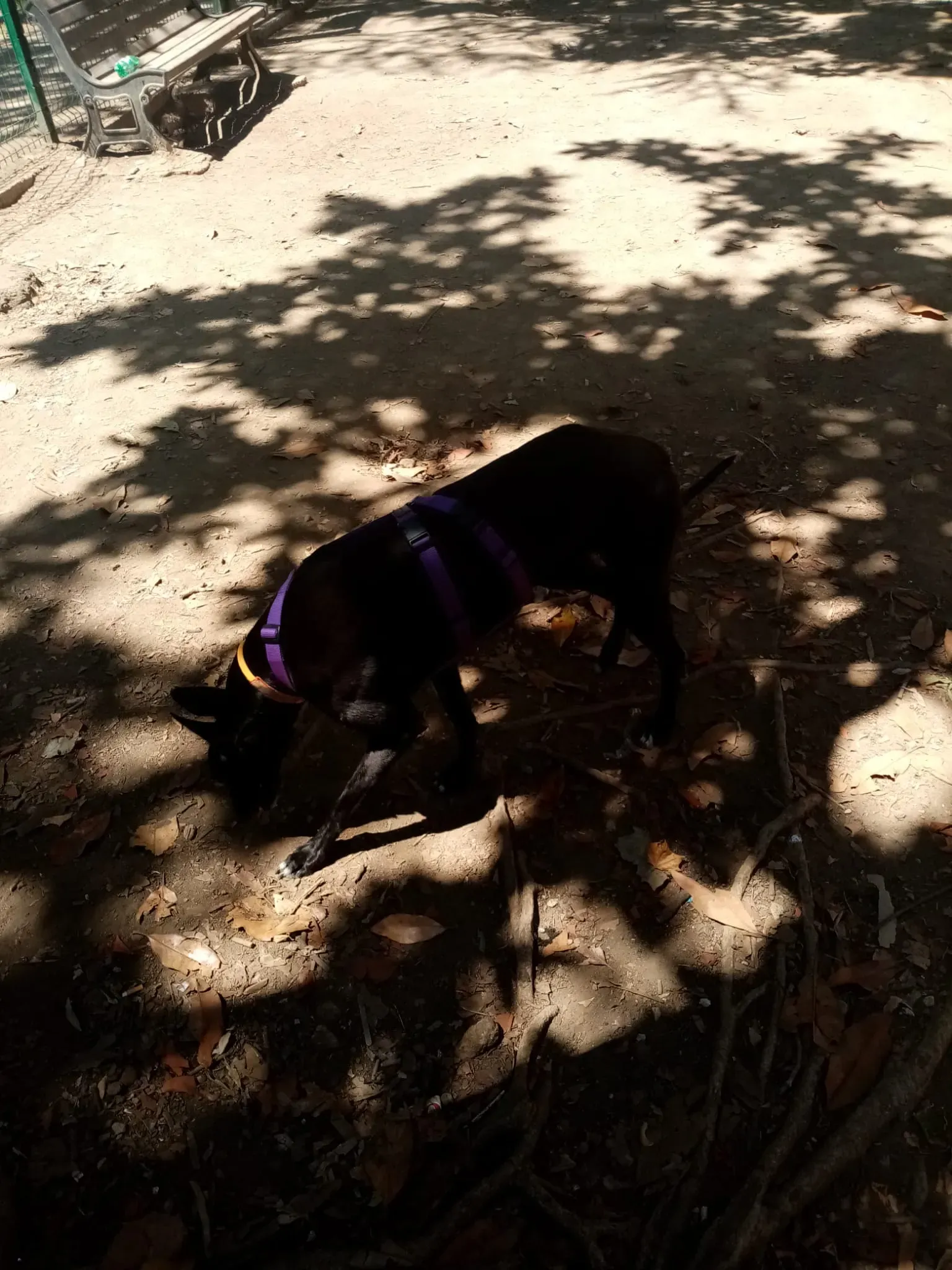 Lyn Greyhound di Macau Felice a casa 8