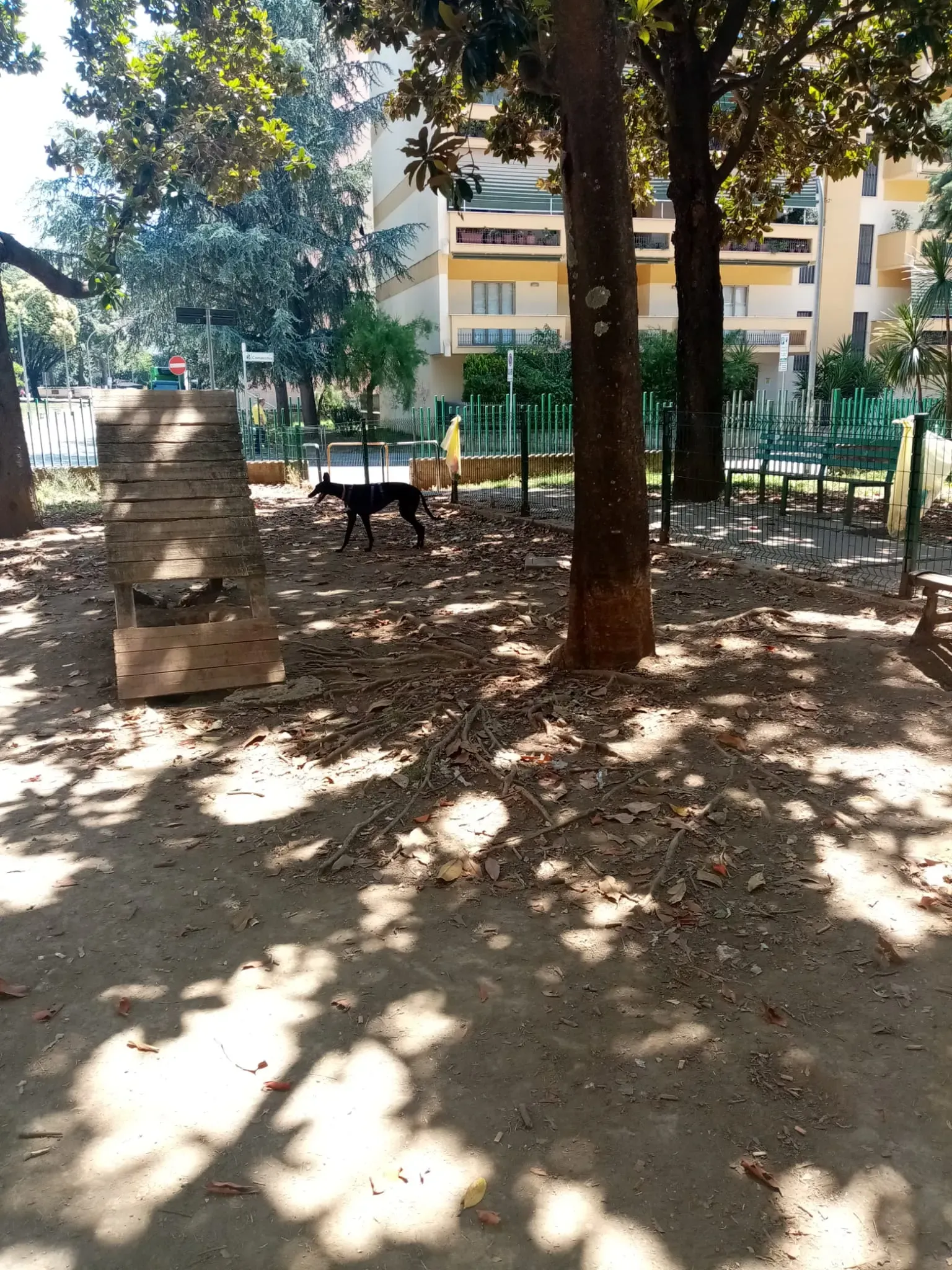 Lyn Greyhound di Macau Felice a casa 9