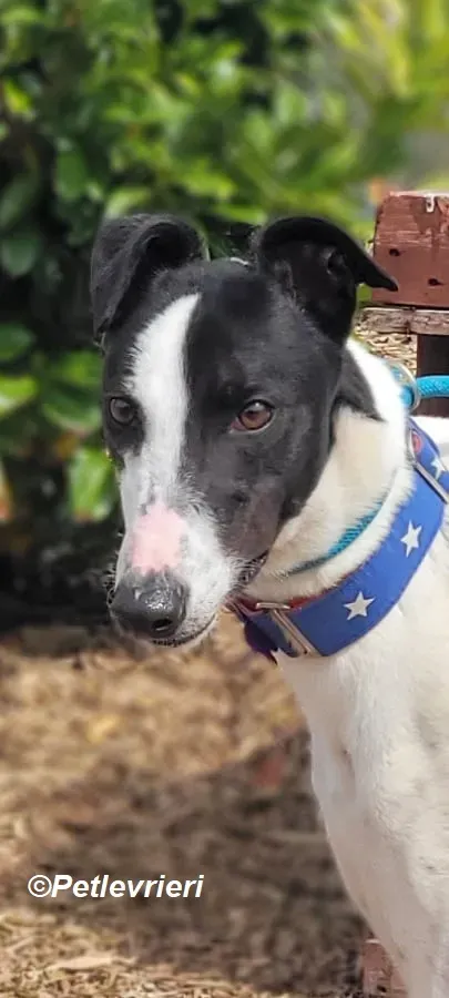 MBappe adozione levrieri greyhound 1