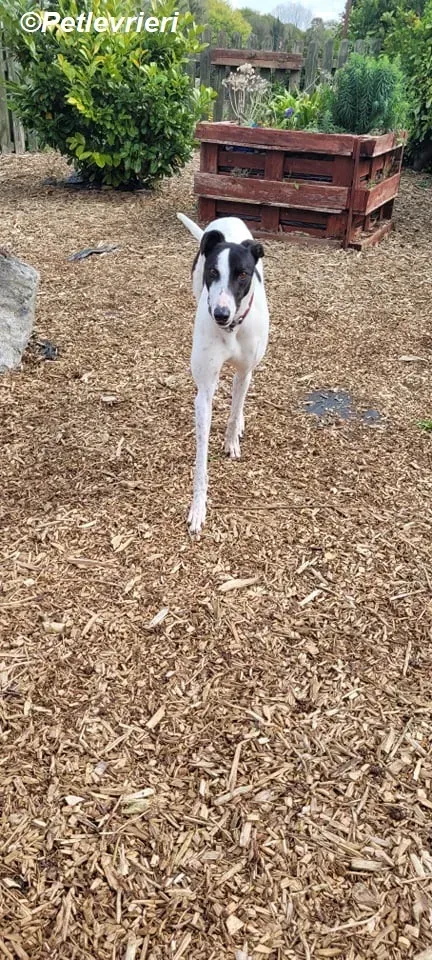 MBappe adozione levrieri greyhound 10