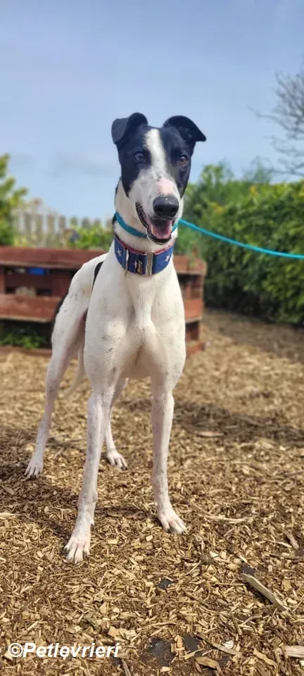 MBappe adozione levrieri greyhound 2