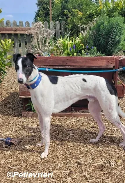 MBappe adozione levrieri greyhound 3