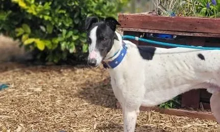 MBappe adozione levrieri greyhound 4 e1651731485608