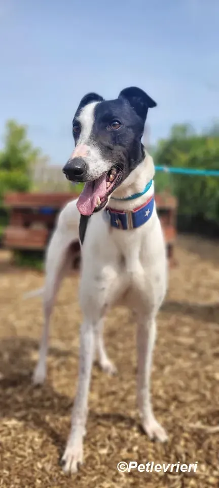 MBappe adozione levrieri greyhound 5