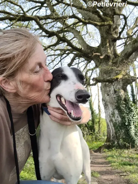 MBappe adozione levrieri greyhound 6