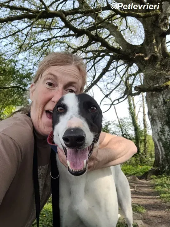 MBappe adozione levrieri greyhound 7