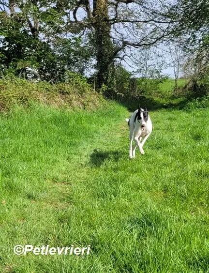 MBappe adozione levrieri greyhound 8