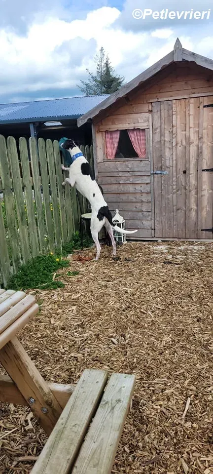 MBappe adozione levrieri greyhound 9