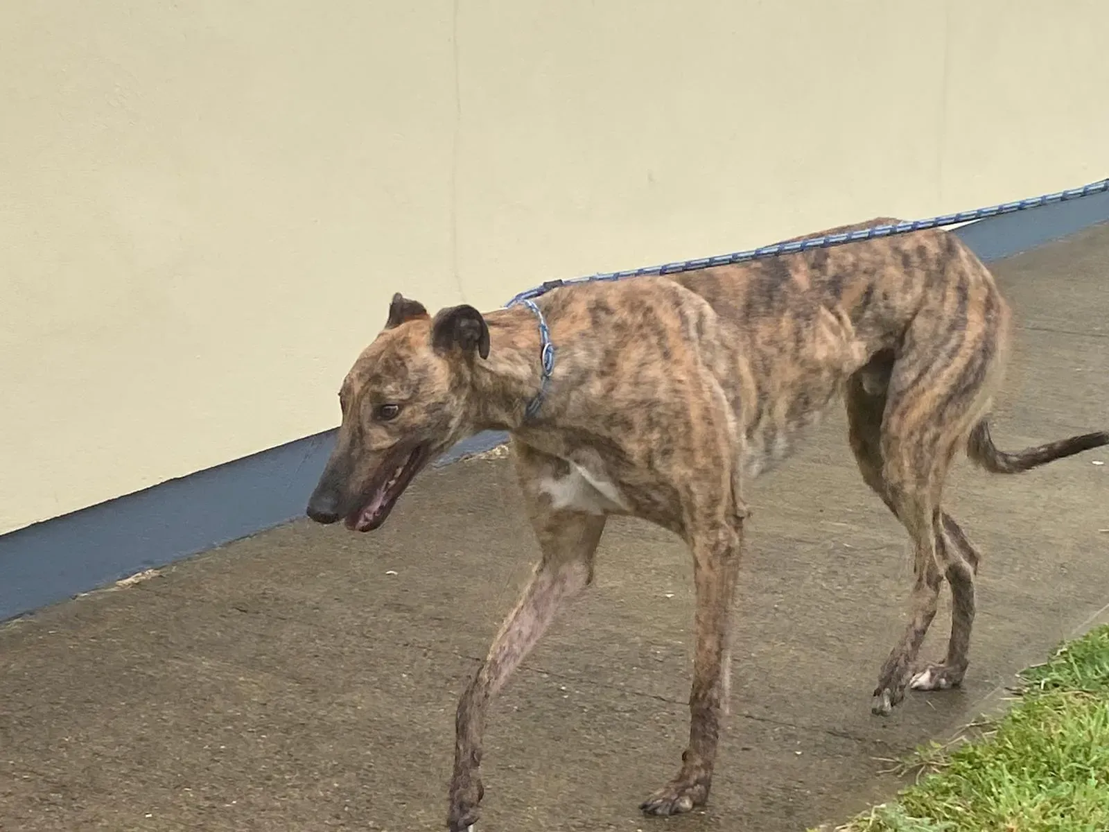 MIke grey adozione levrieri