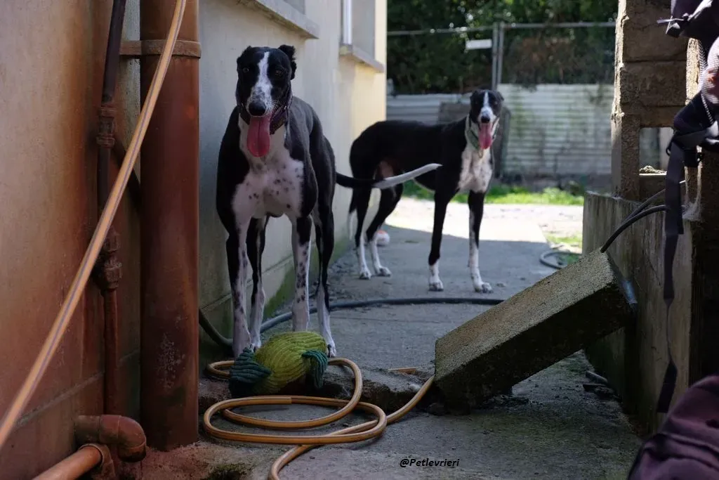 MONICA E RACHELE GREYHOUND ADOZIONE LEVRIERI 1