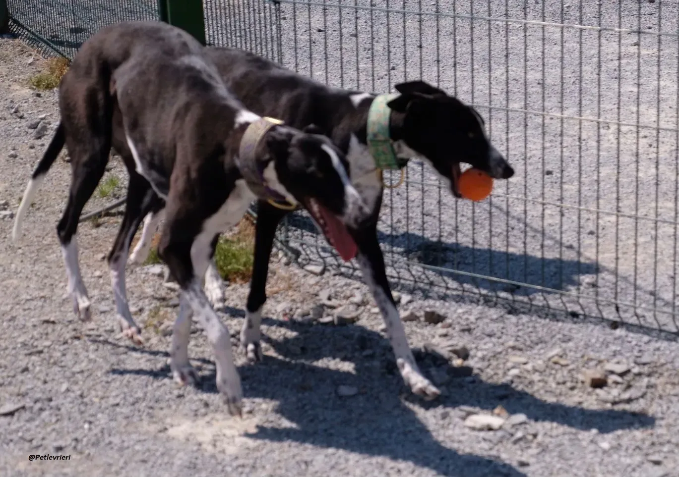 MONICA E RACHELE GREYHOUND ADOZIONE LEVRIERI 4