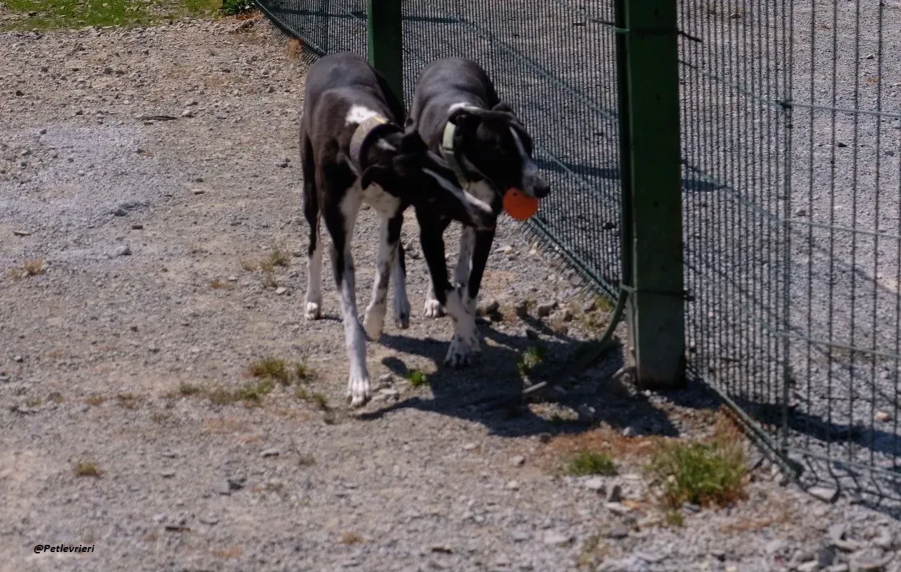 MONICA E RACHELE GREYHOUND ADOZIONE LEVRIERI 5