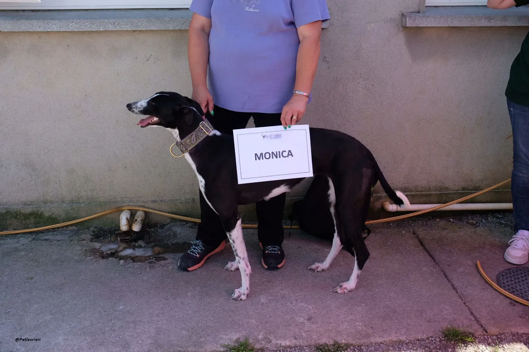 MONICA GREYHOUND ADOZIONE LEVRIERI 2