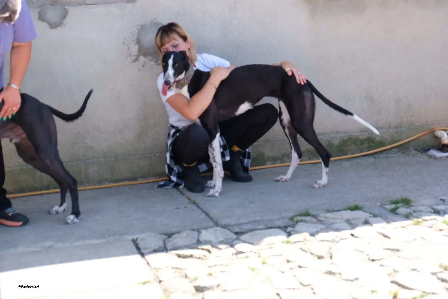 MONICA GREYHOUND ADOZIONE LEVRIERI 3