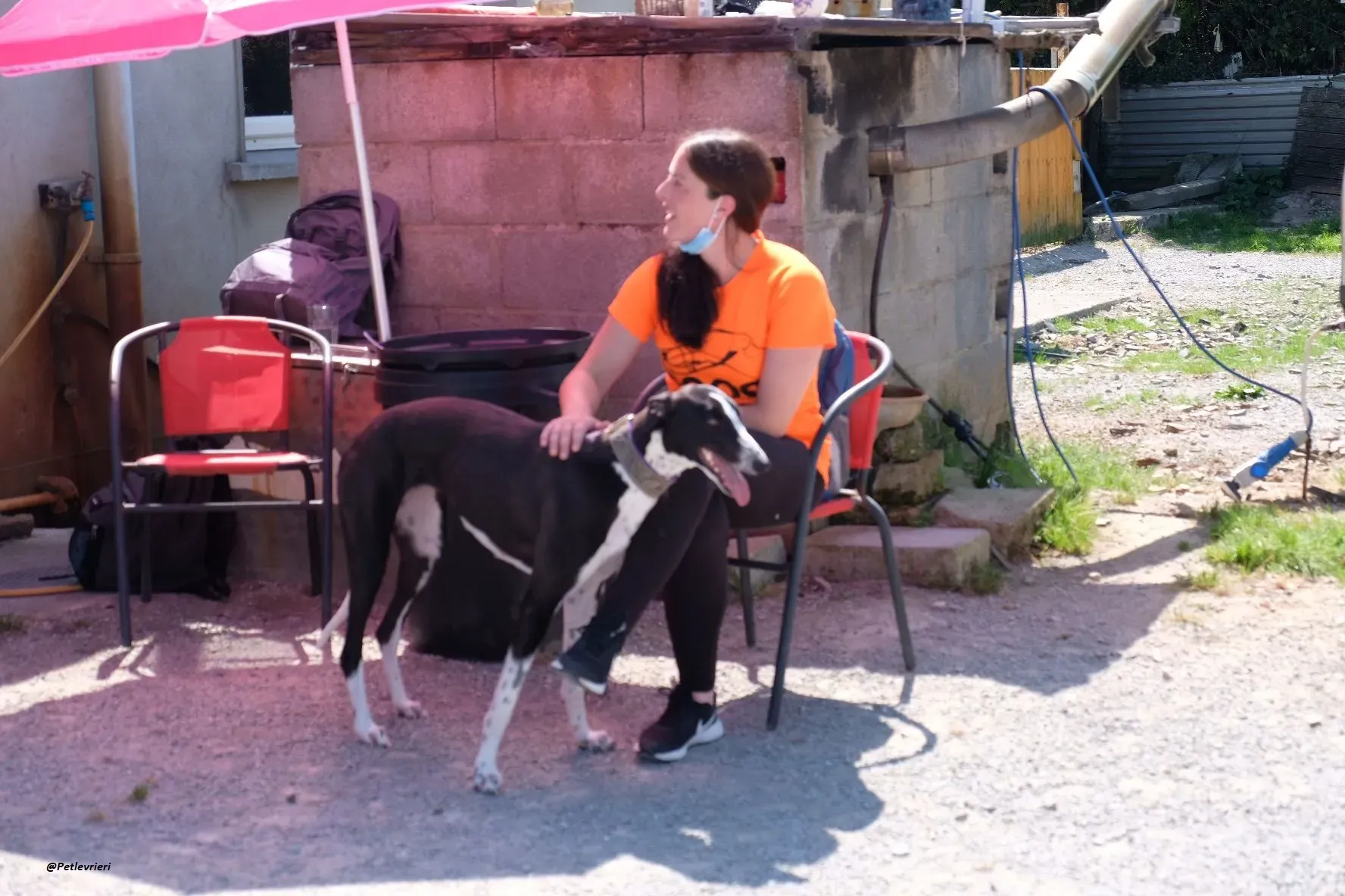 MONICA GREYHOUND ADOZIONE LEVRIERI 6