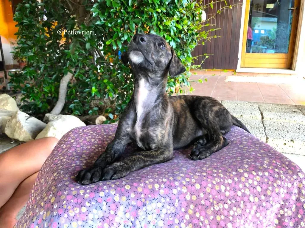 MULAN galgo adozione levrieri 1