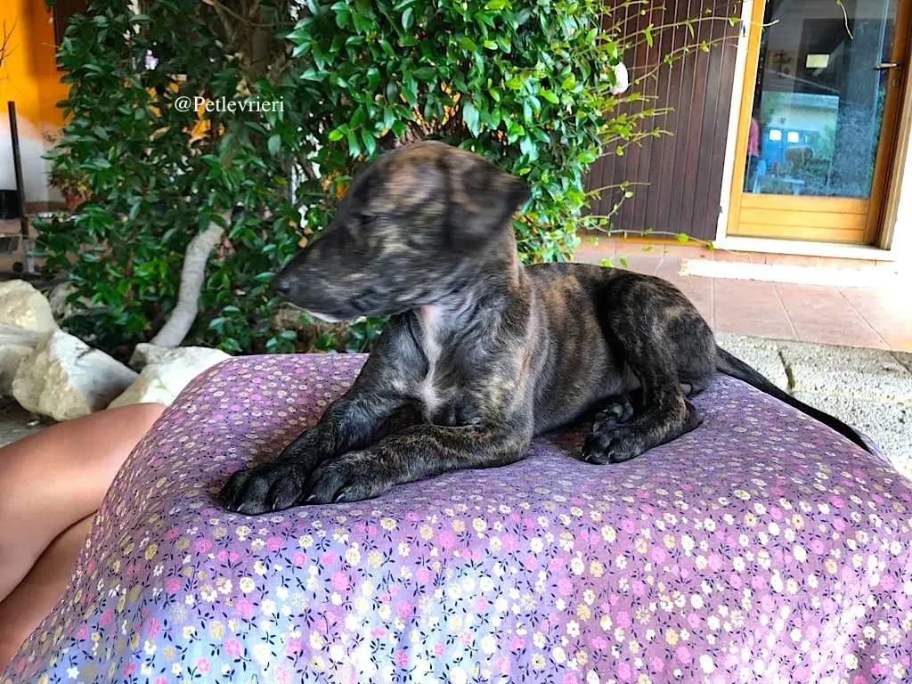 MULAN galgo adozione levrieri 2