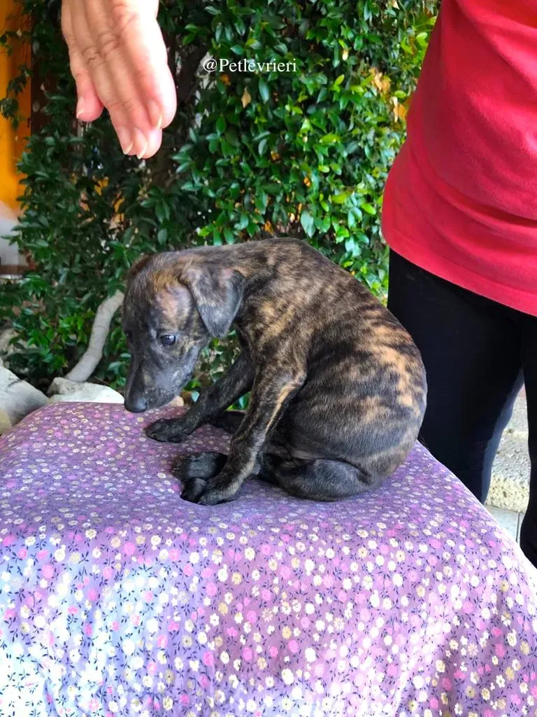 MULAN galgo adozione levrieri 3