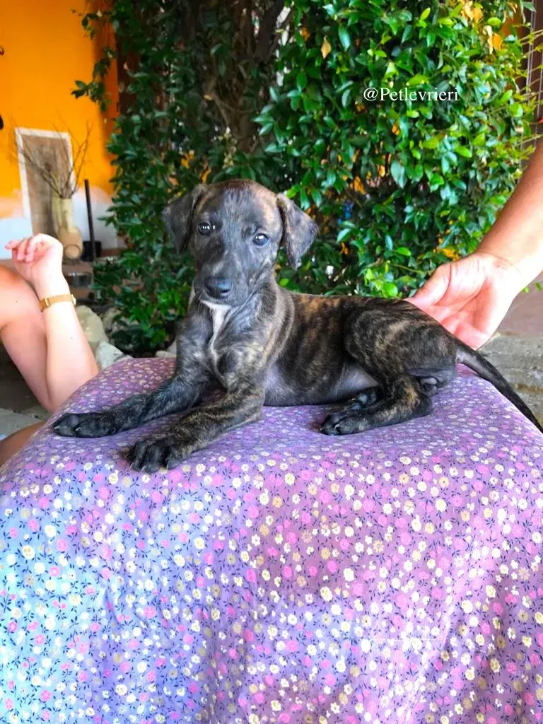 MULAN galgo adozione levrieri 5