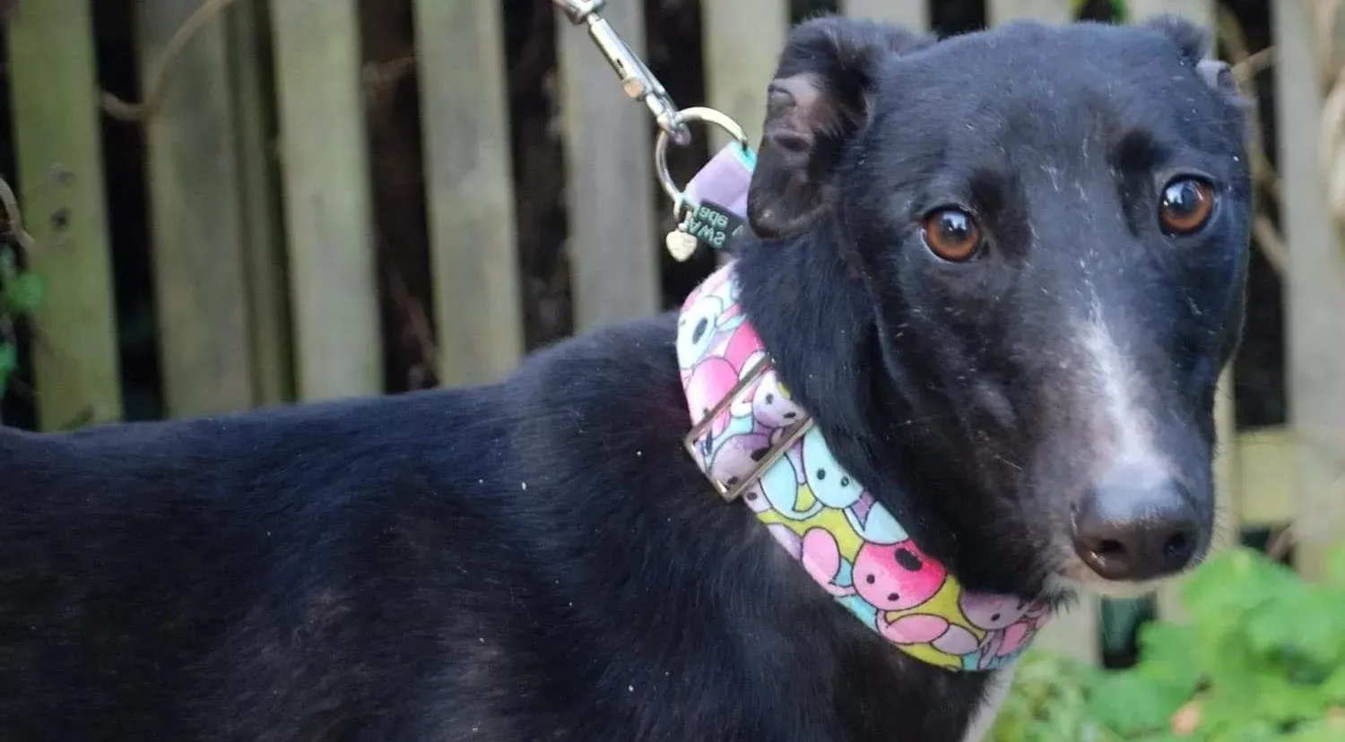 Maasai adozione levrieri greyhound 1 1 e1606807496575