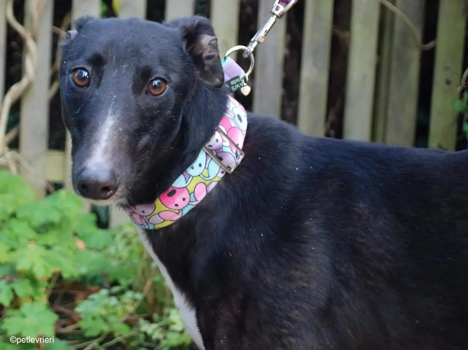 Maasai adozione levrieri greyhound 1