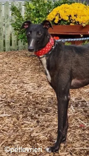 Maasai adozione levrieri greyhound 2