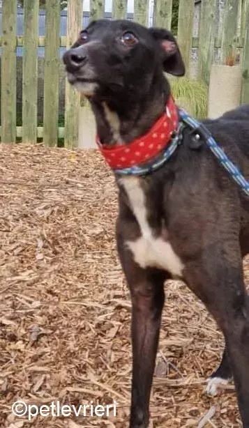 Maasai adozione levrieri greyhound 3