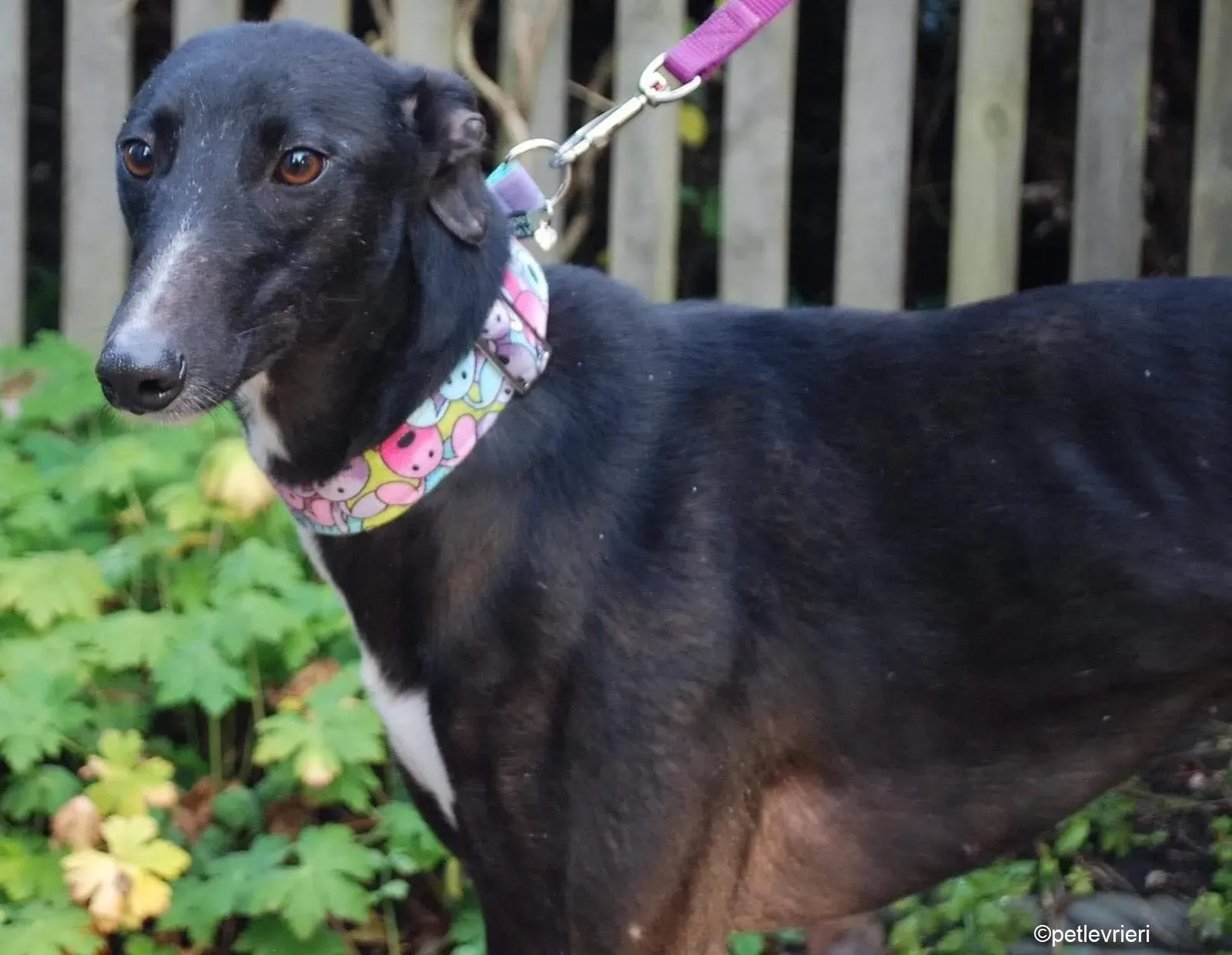 Maasai adozione levrieri greyhound 4