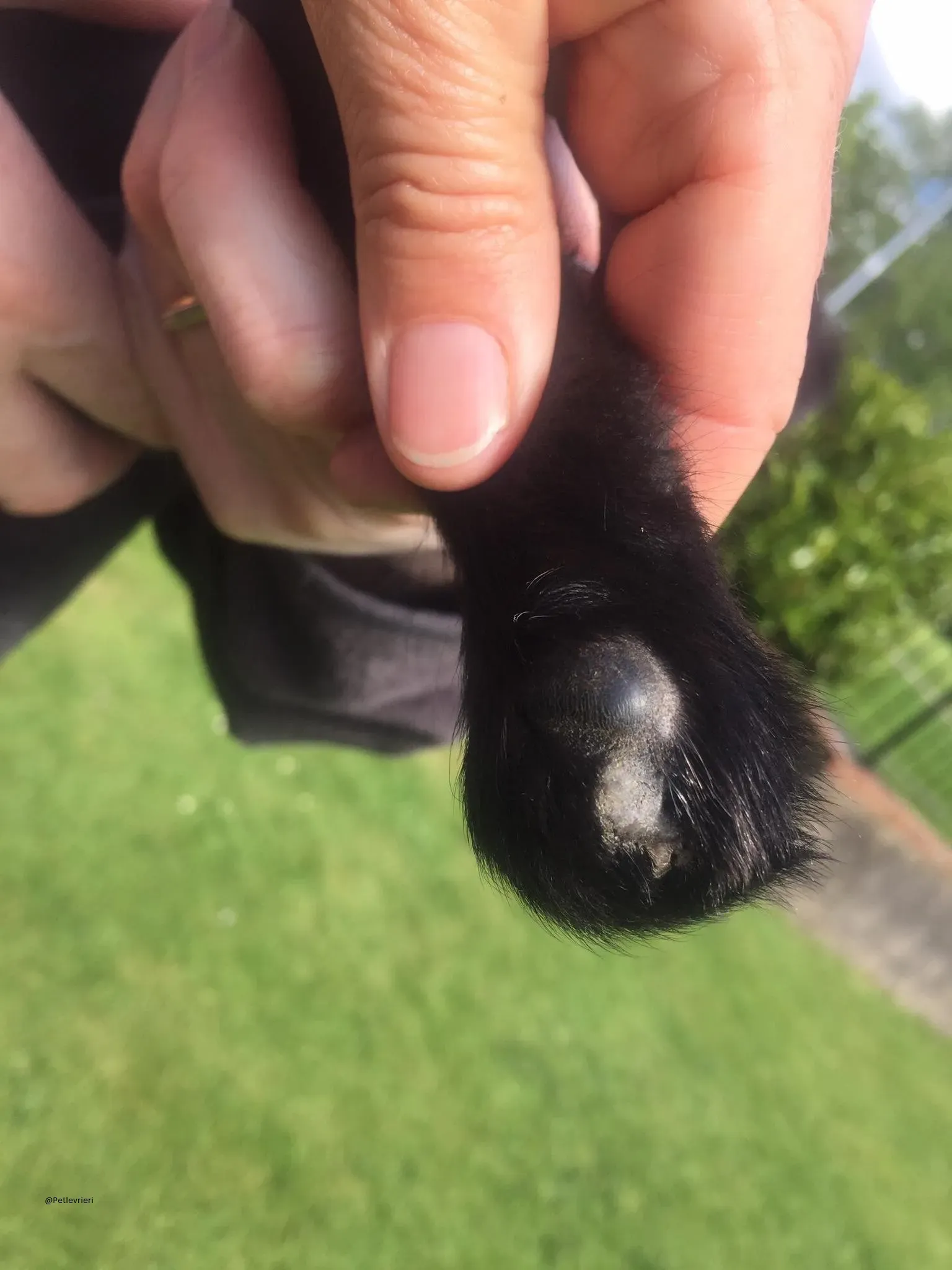 Mabel Lurcher Maschio Adozione Levrieri Appena salvato 1