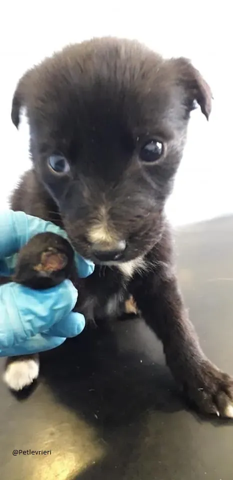 Mabel Lurcher Maschio Adozione Levrieri Appena salvato 2