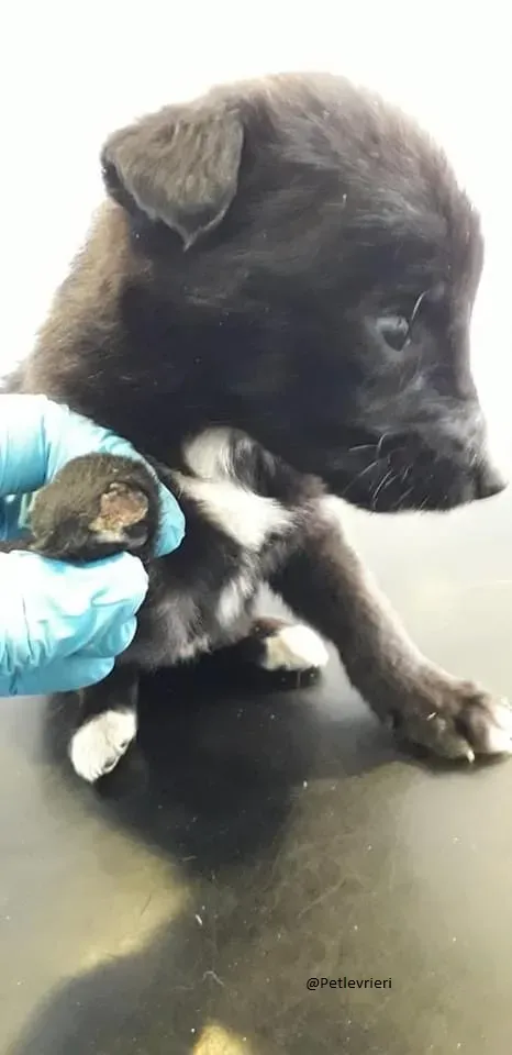 Mabel Lurcher Maschio Adozione Levrieri Appena salvato 3