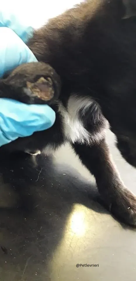 Mabel Lurcher Maschio Adozione Levrieri Appena salvato 4