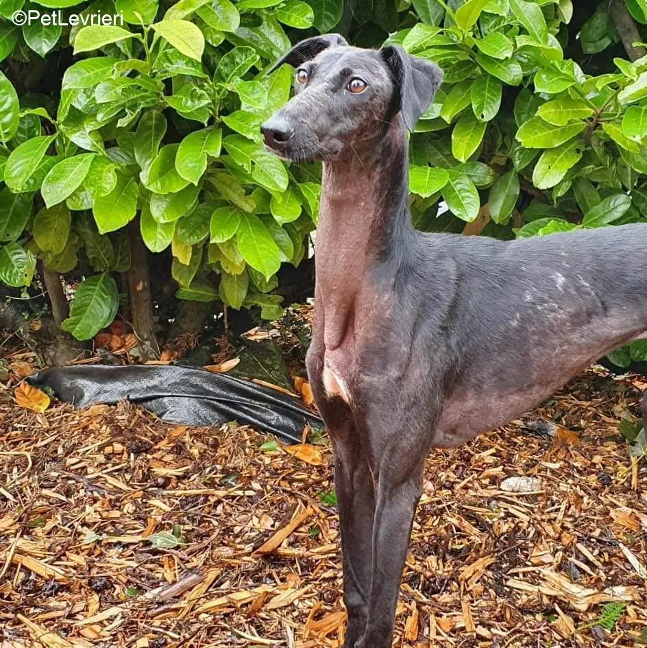 Mabel adozione levrieri greyhound 10