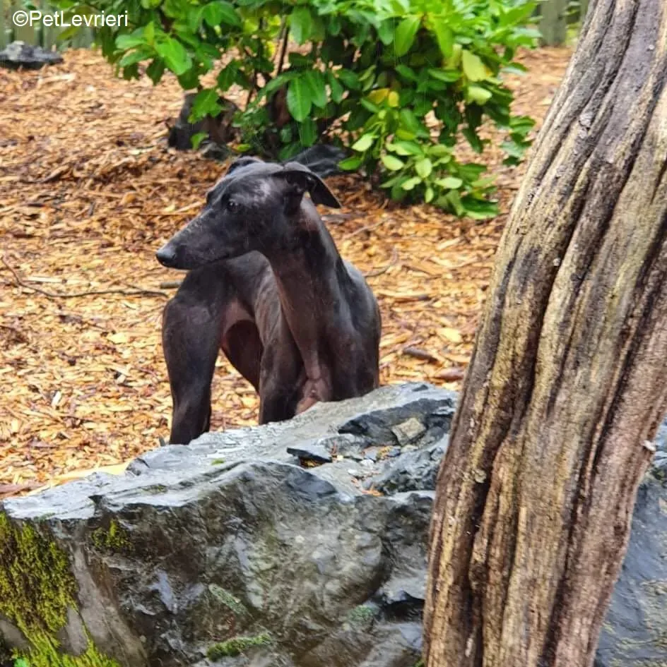 Mabel adozione levrieri greyhound 11