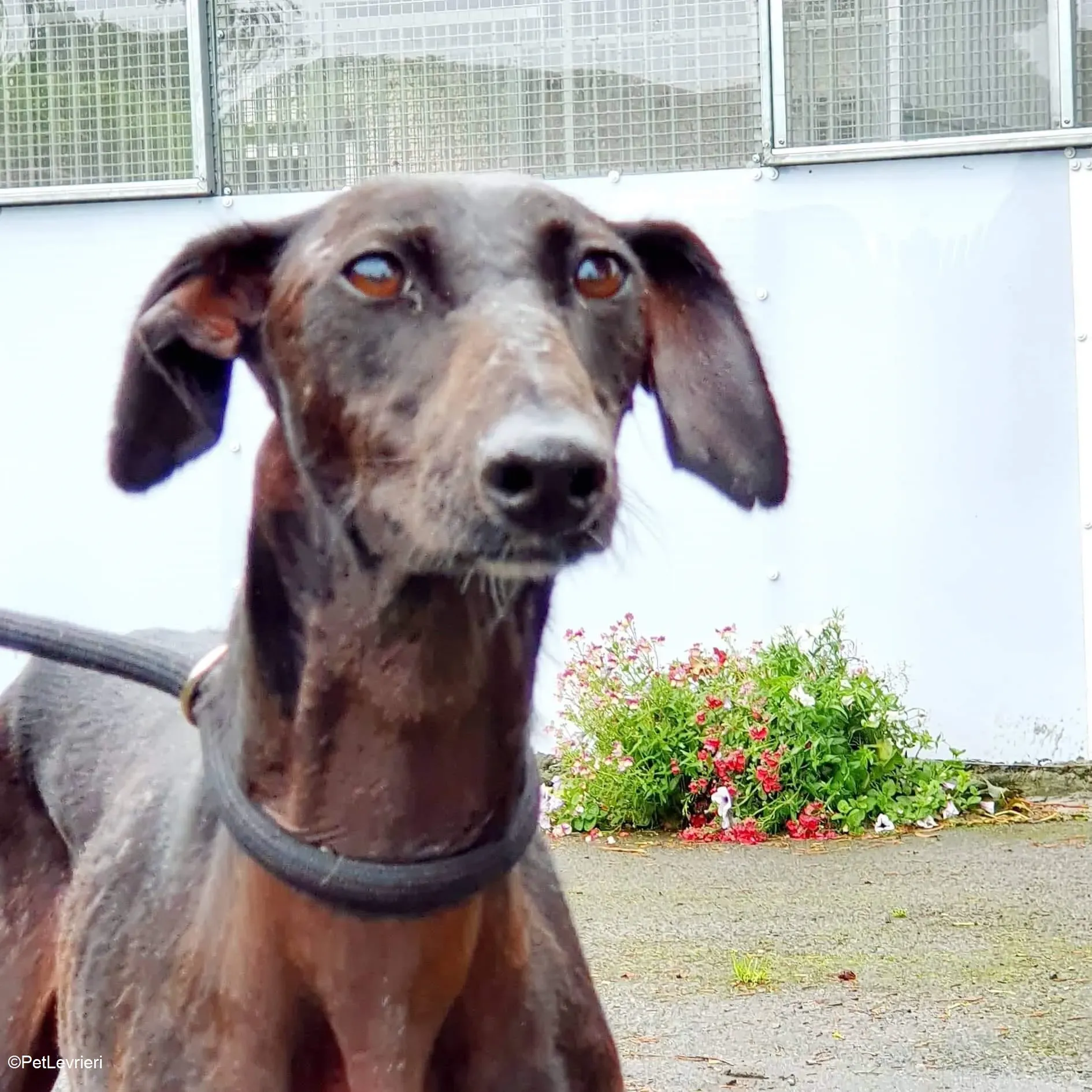Mabel adozione levrieri greyhound 5