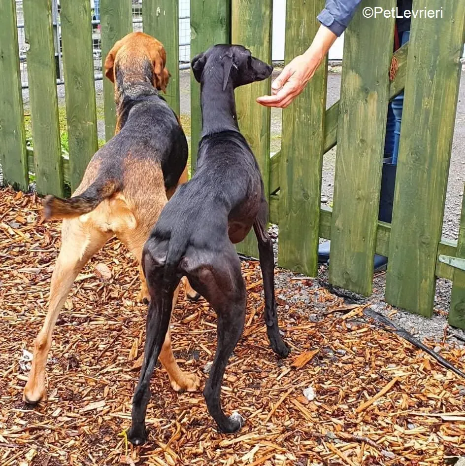 Mabel adozione levrieri greyhound 6