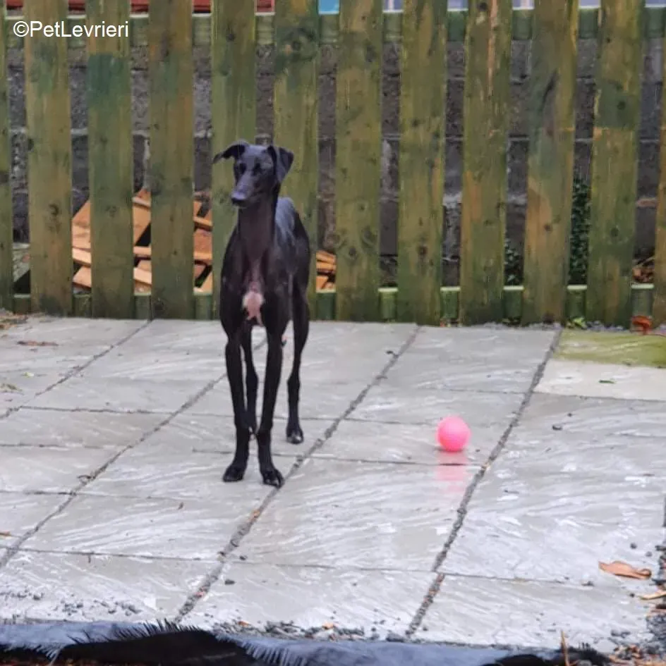 Mabel adozione levrieri greyhound 7