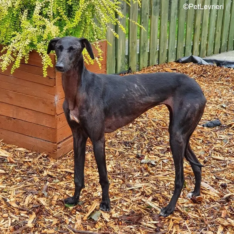Mabel adozione levrieri greyhound 8