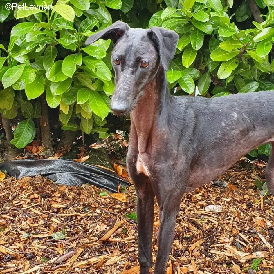 Mabel adozione levrieri greyhound 9