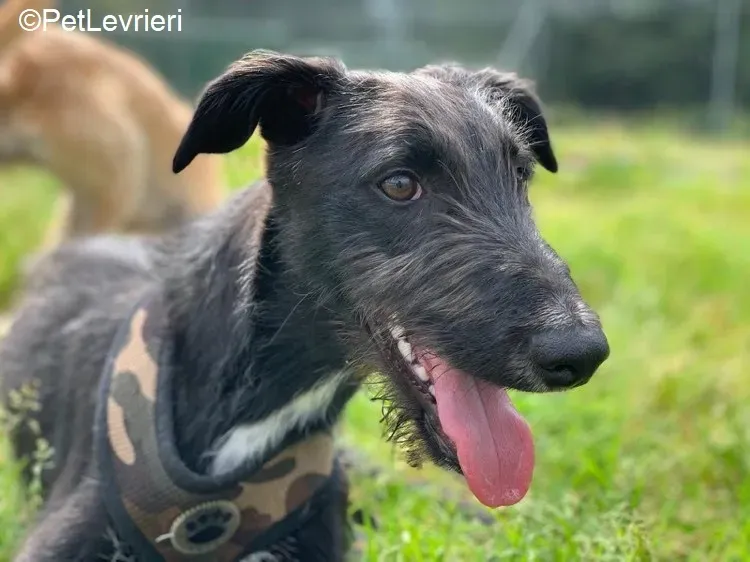 Mabel1 adozione levrieri greyhound 1