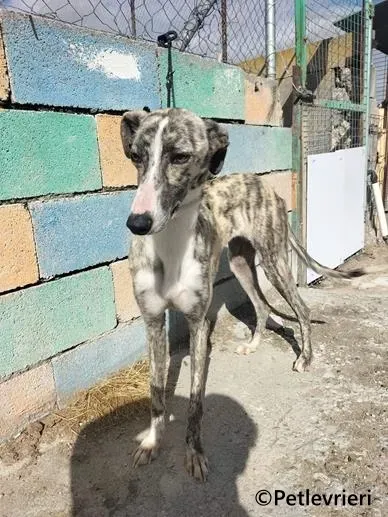 Macarena galgo adozione pet levrieri onlus 1