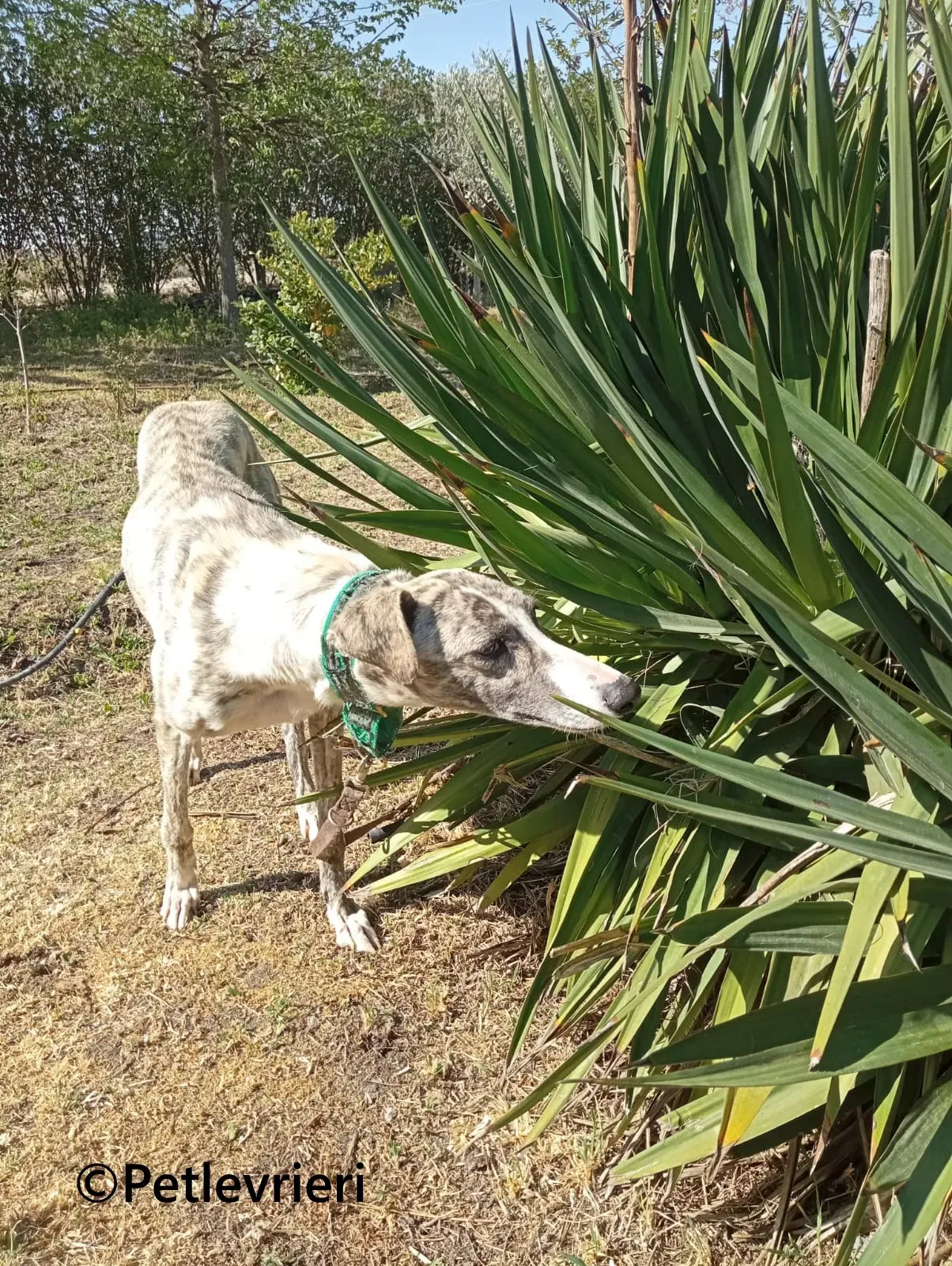 Macarena galgo adozione pet levrieri onlus 10