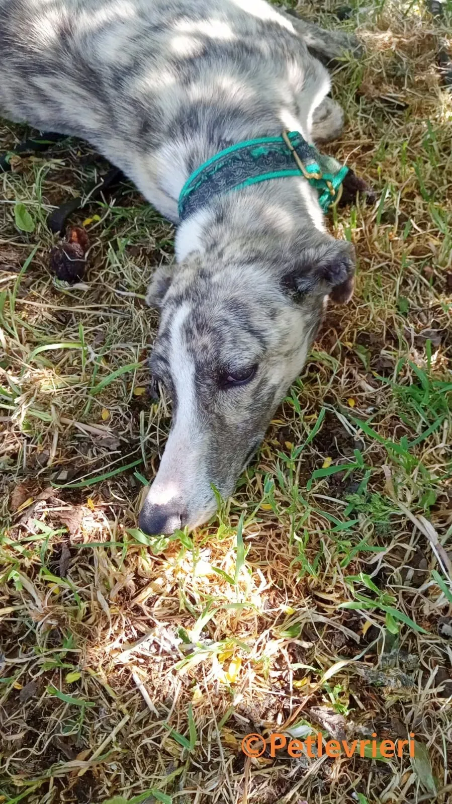 Macarena galgo adozione pet levrieri onlus 11