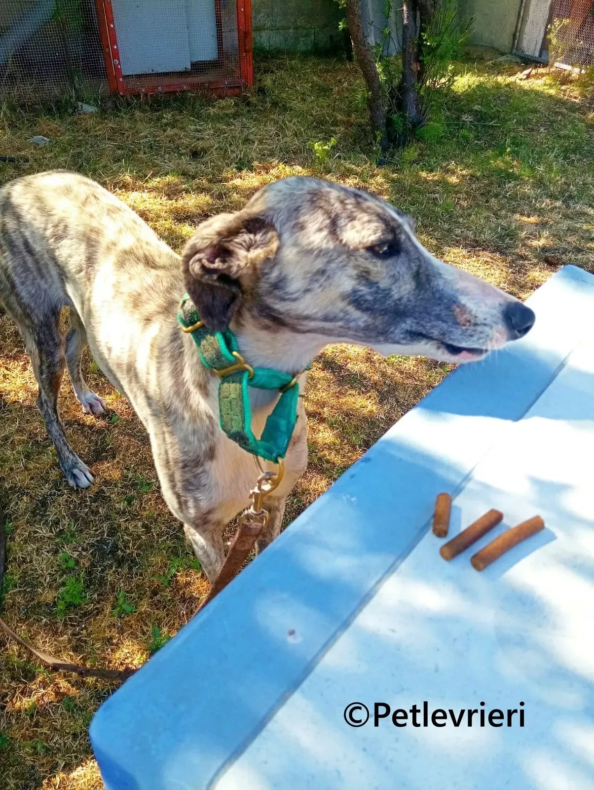 Macarena galgo adozione pet levrieri onlus 12