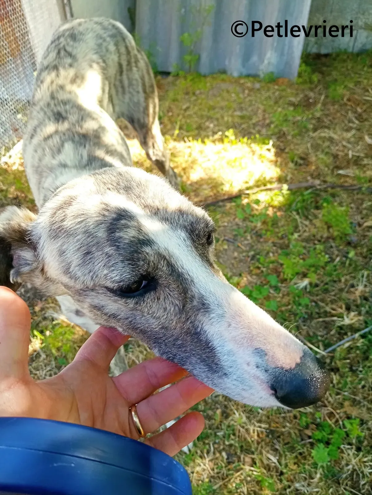 Macarena galgo adozione pet levrieri onlus 13