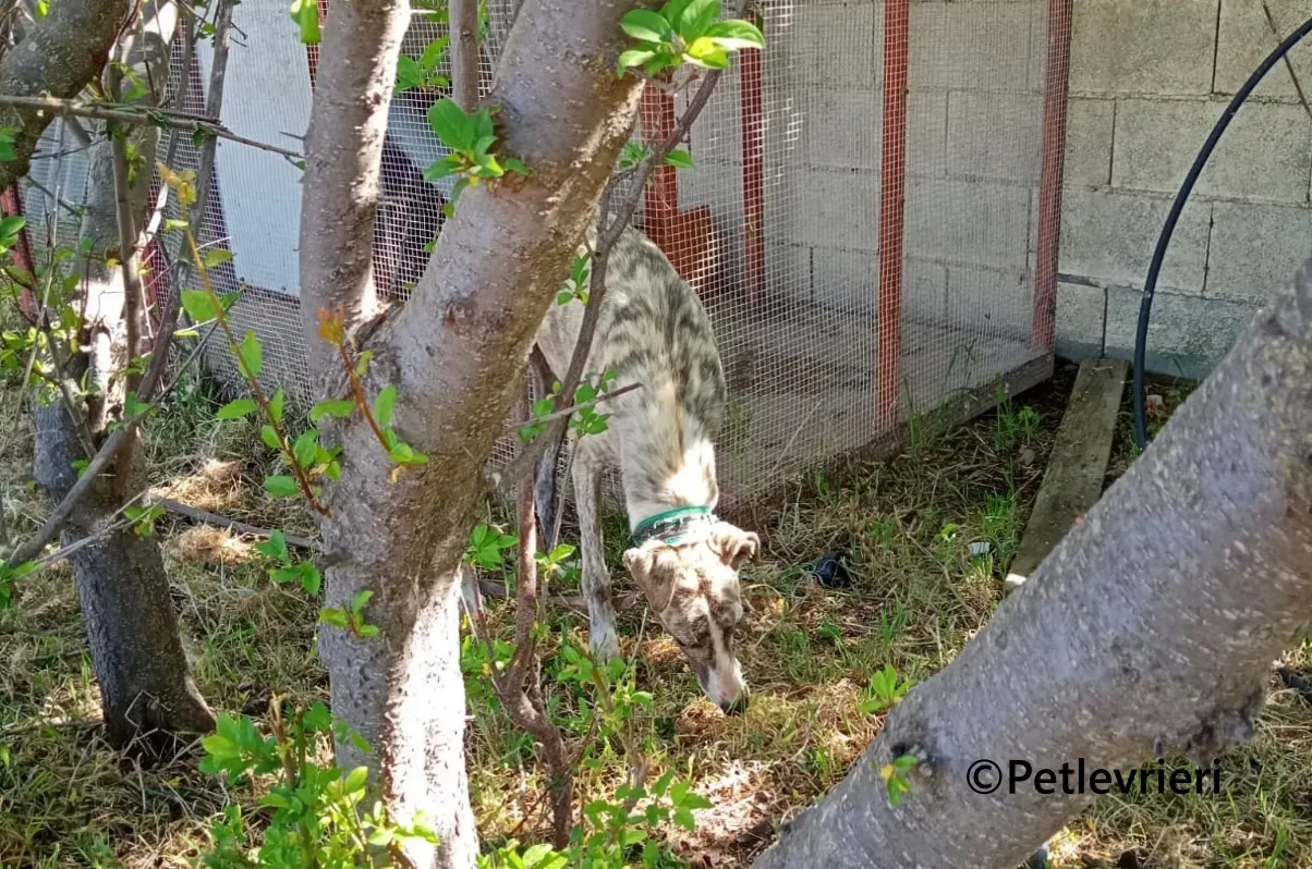 Macarena galgo adozione pet levrieri onlus 14