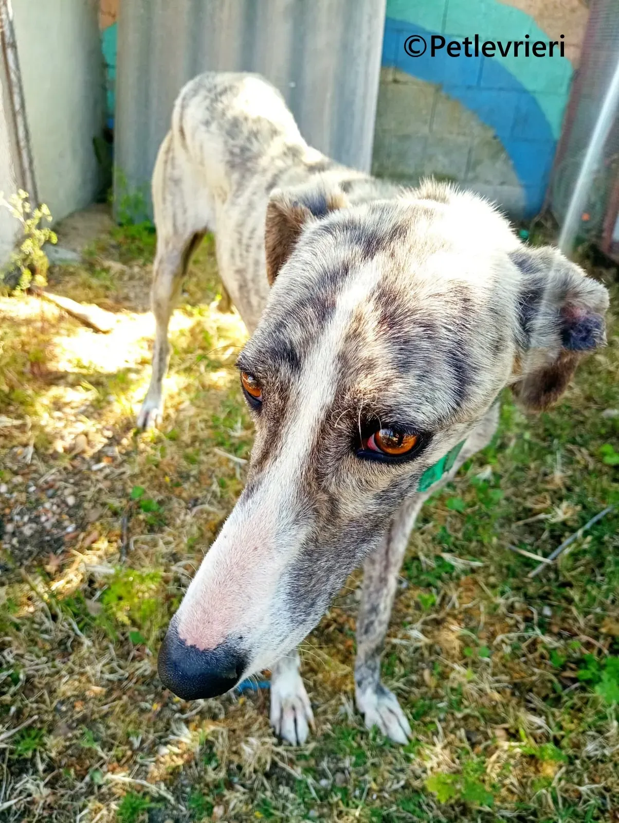 Macarena galgo adozione pet levrieri onlus 15
